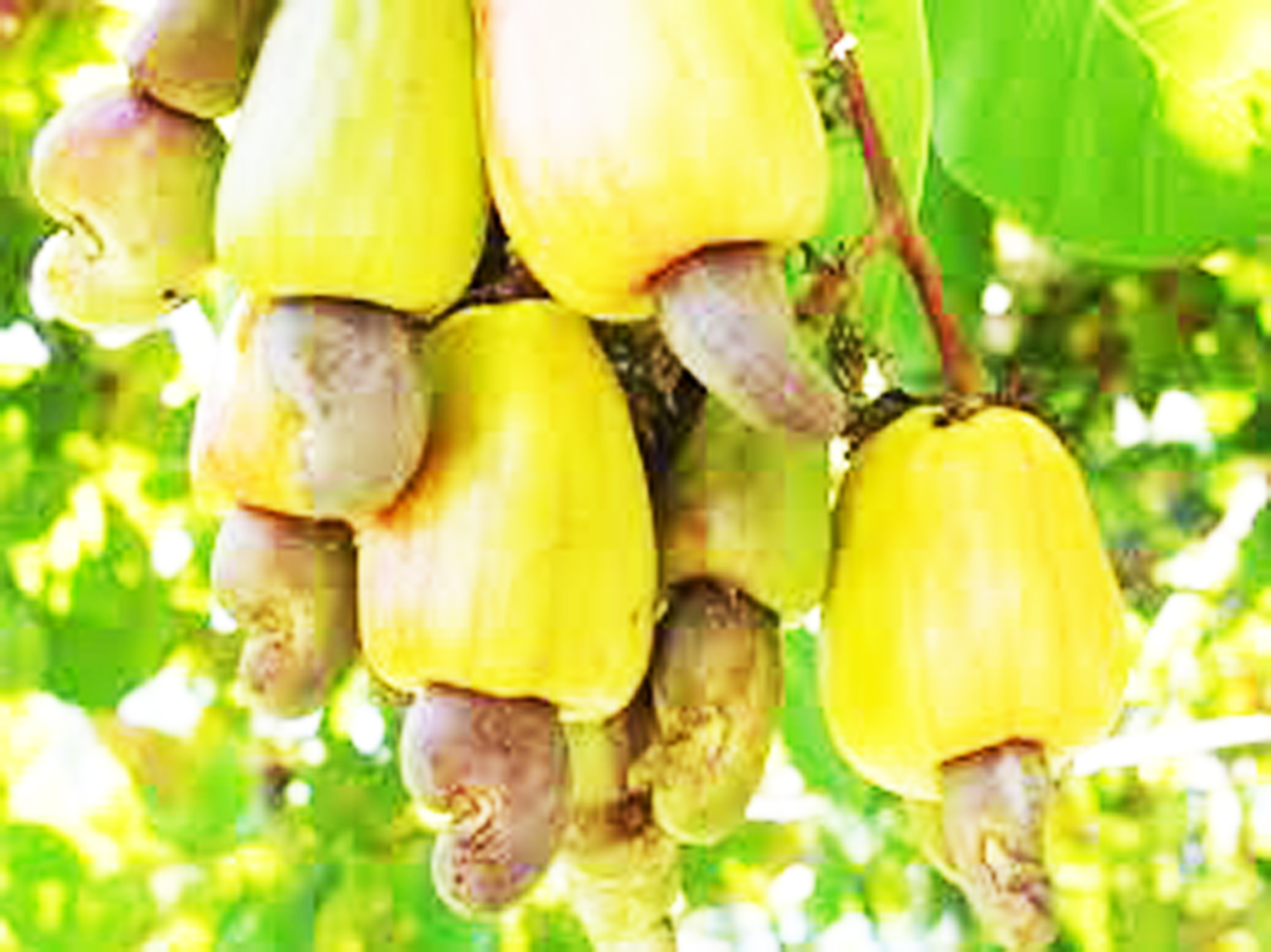 ಕಾಸರಗೋಡು:  ದಾಖಲೆ ಬೆಲೆಯಿದ್ದರೂ ಫಸಲಿಲ್ಲ; ಸಂಕಷ್ಟದಲ್ಲಿ ಗೇರು ಬೆಳೆಗಾರರು